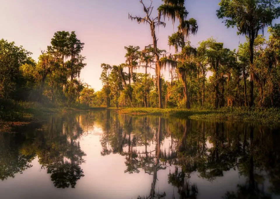Bayou vs. Swamp - What's the Difference?