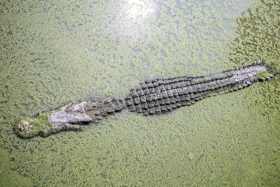 Do Alligators Truly Hibernate?