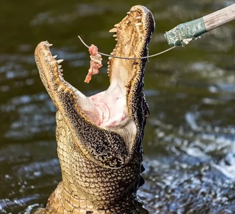 Alligator swimming up to a tour boat to feed in the Louisiana wetlands
