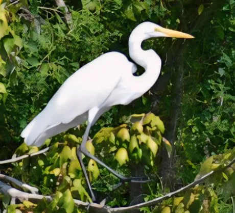 Great egret perched among green branches in a Louisiana swamp