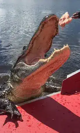 Wild alligator being fed from airboat