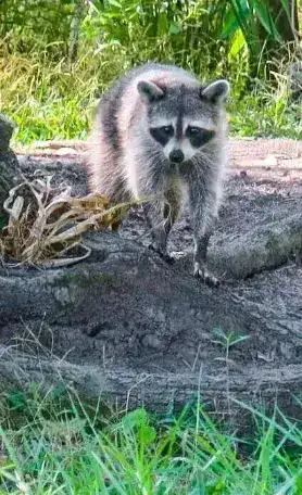 Raccoon wildlife spotted on swamp tour
