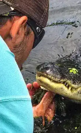 Captain feeding wild alligator up close