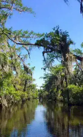 Beautiful Spanish moss covered swamp scenery