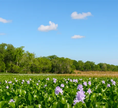 Purple water hyacinth blooms covering a Louisiana wetland under a blue sky