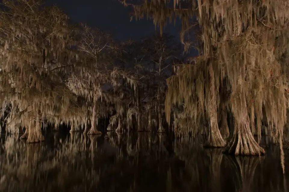 5 Nocturnal Creatures You Can Only Find in Louisiana’s Swamps