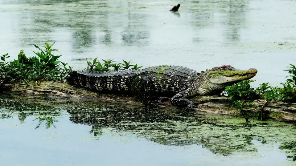 Wildlife of the Louisiana Swamp Lands Series: Reptiles