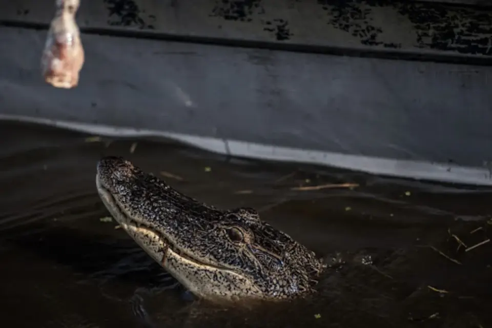 5 Surprising Species You Will Meet on a Bayou Swamp Tour