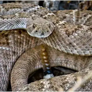 Venomous vs non-venomous snake