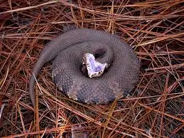 Watersnake VS Cottonmouth