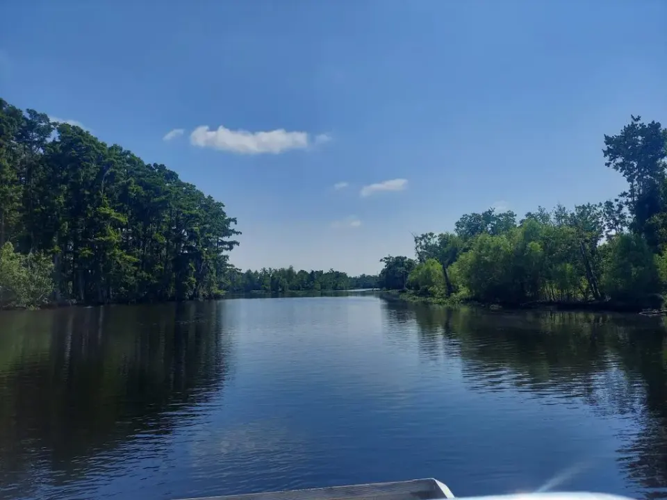 What Makes Louisiana Swamps Unique? Discover Nature’s Mysterious Wonder