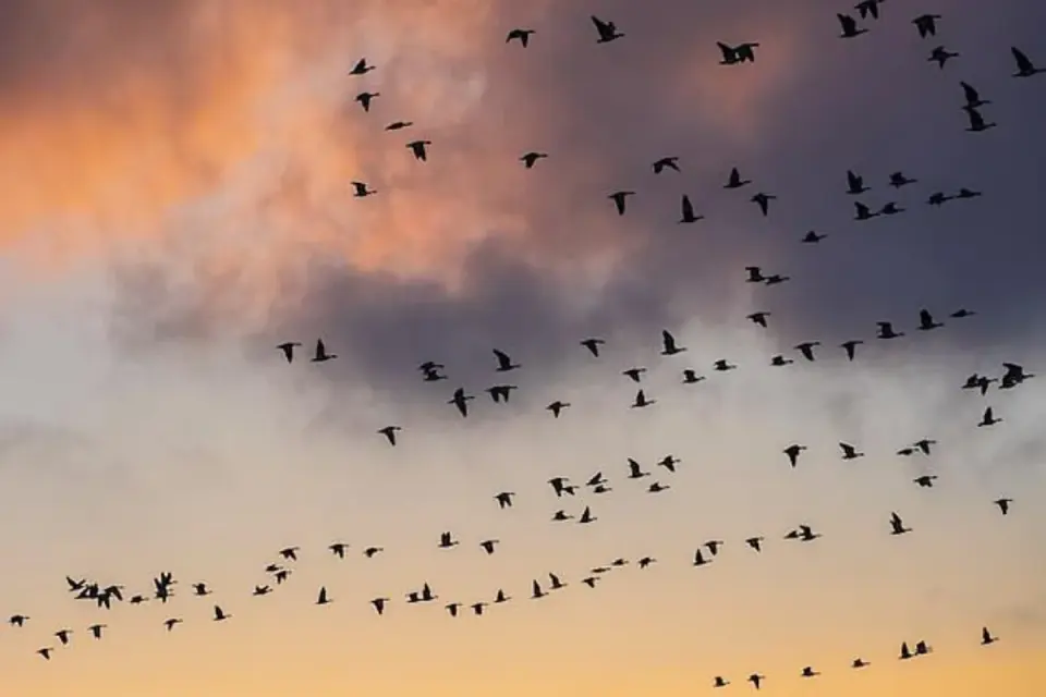 Enjoy Winter Bird Watching in New Orleans